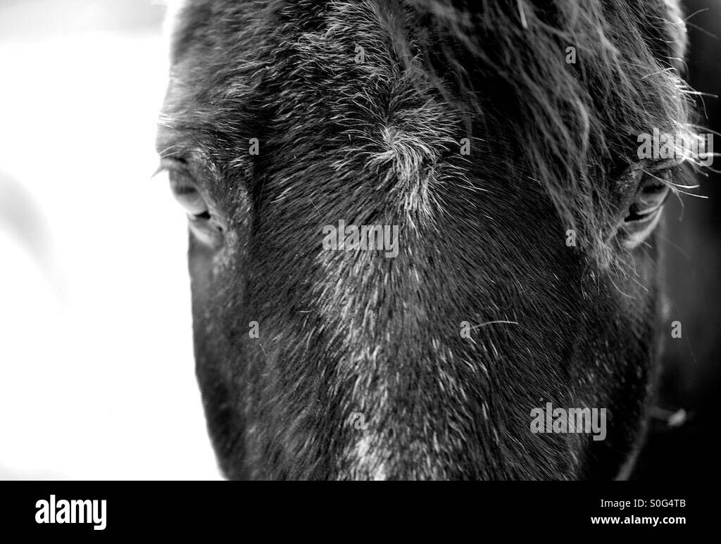 Horse eyes hires stock photography and images Alamy