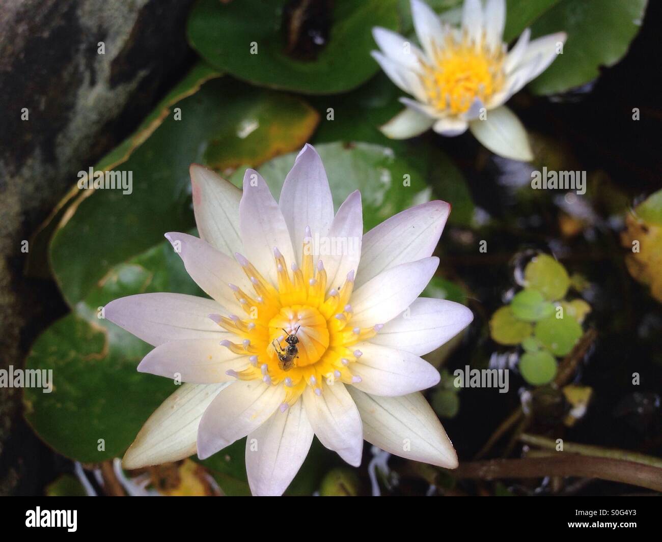 Lotus Flower And Insect High Resolution Stock Photography and Images ...