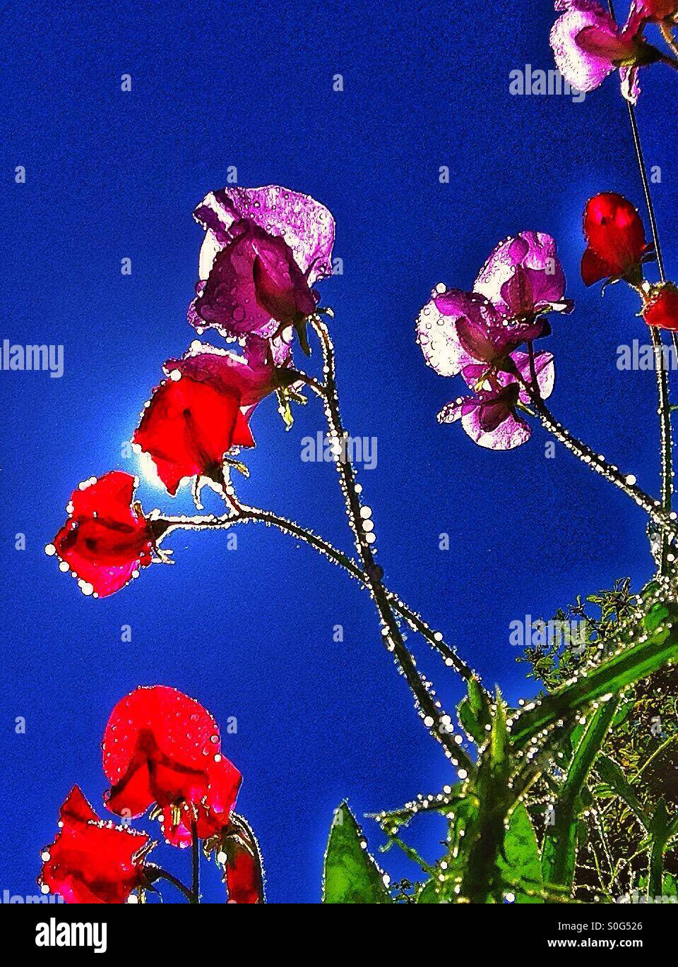 Colourful sweet pea plants. - Smartphone Captured Stock Image
