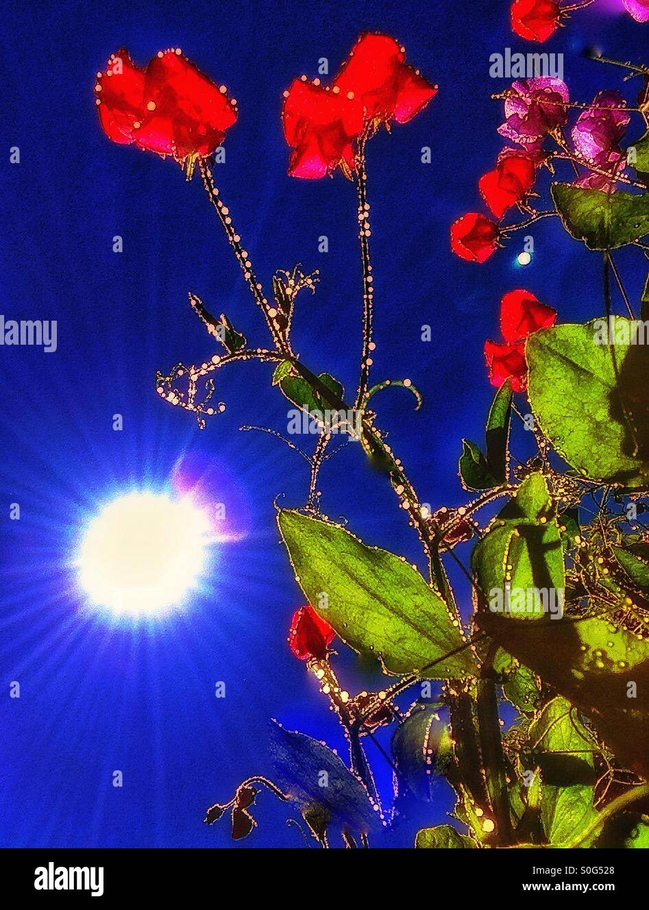 Sweet pea against the sun. - Smartphone Captured Stock Image