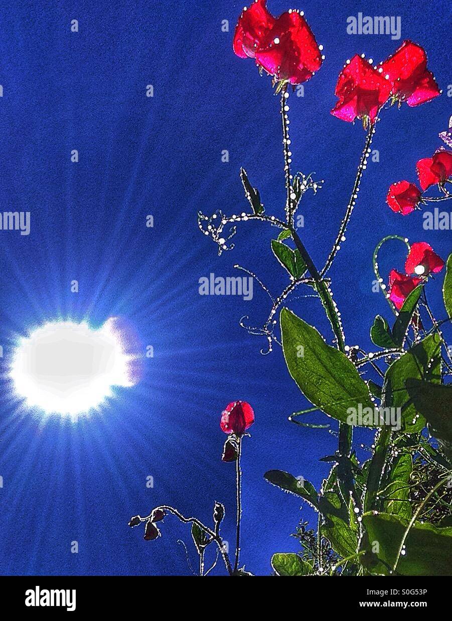 Sunrays and sweet pea flowers - Smartphone Captured Stock Image