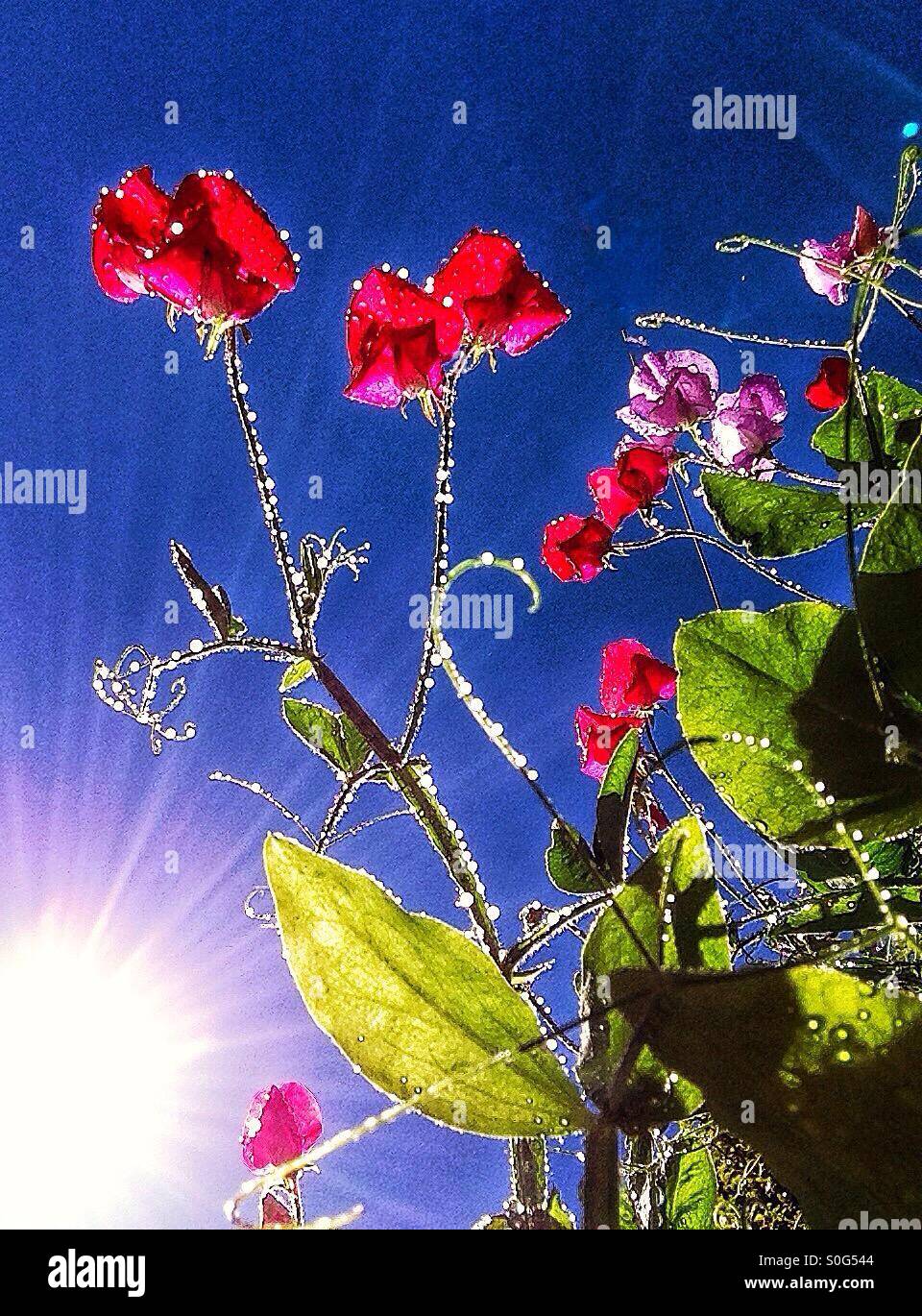 Summer sweet pea. - Smartphone Captured Stock Image