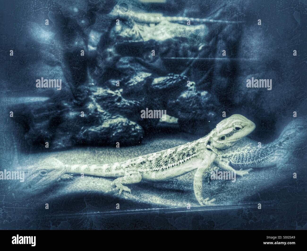 pet-store-lizards-stock-photo-alamy
