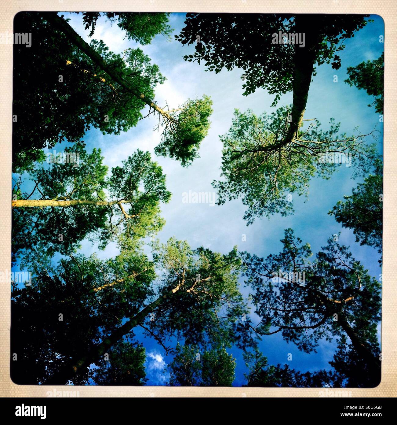 Trees - Smartphone Captured Stock Image