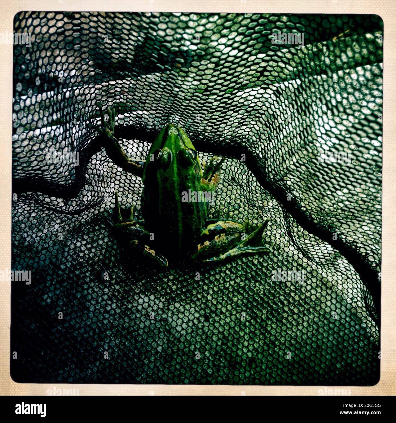 Frog - Smartphone Captured Stock Image