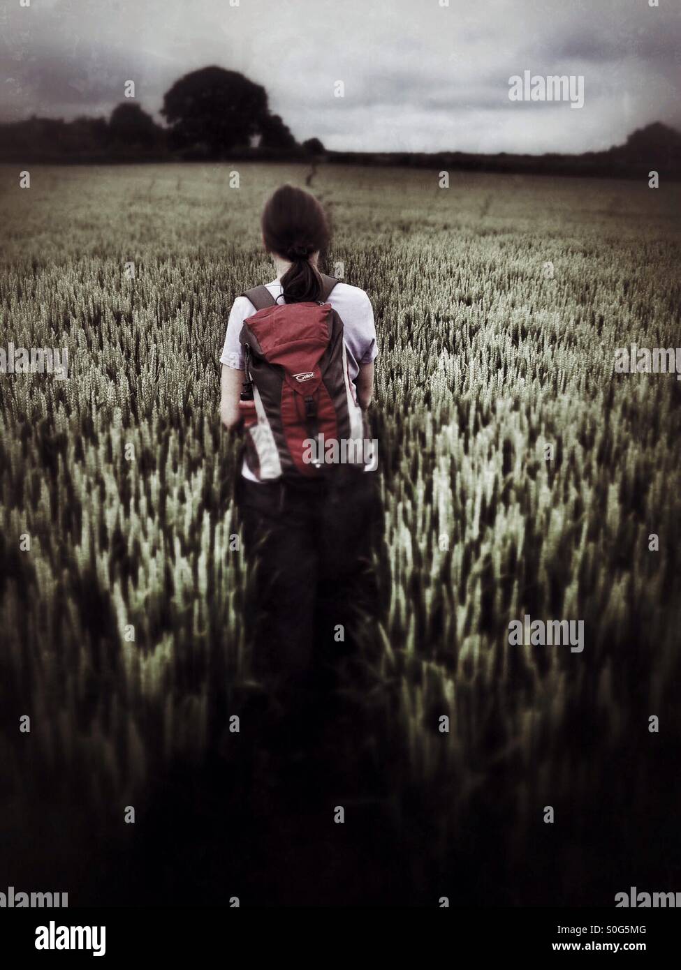 Female walking through a wheat field, England - Smartphone Captured Stock Image