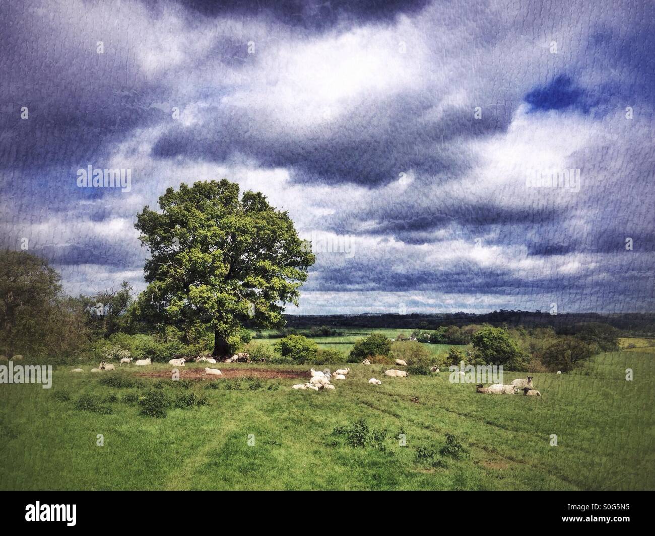 Sheep resting in the English countryside - Smartphone Captured Stock Image