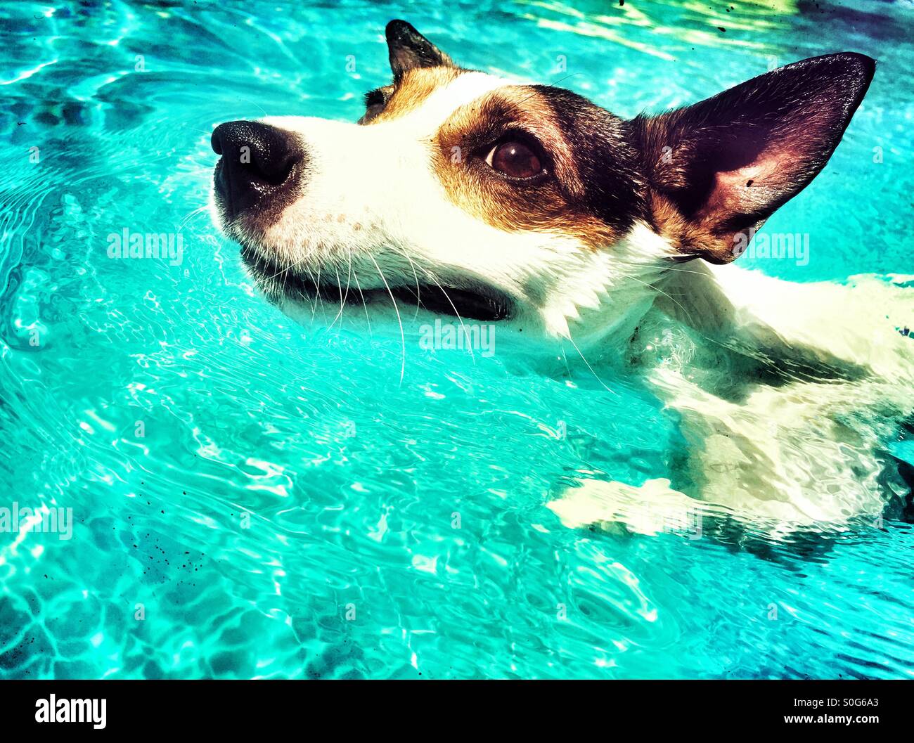 Closeup of dog swimming in swimming pool on a sunny day. - Smartphone Captured Stock Image