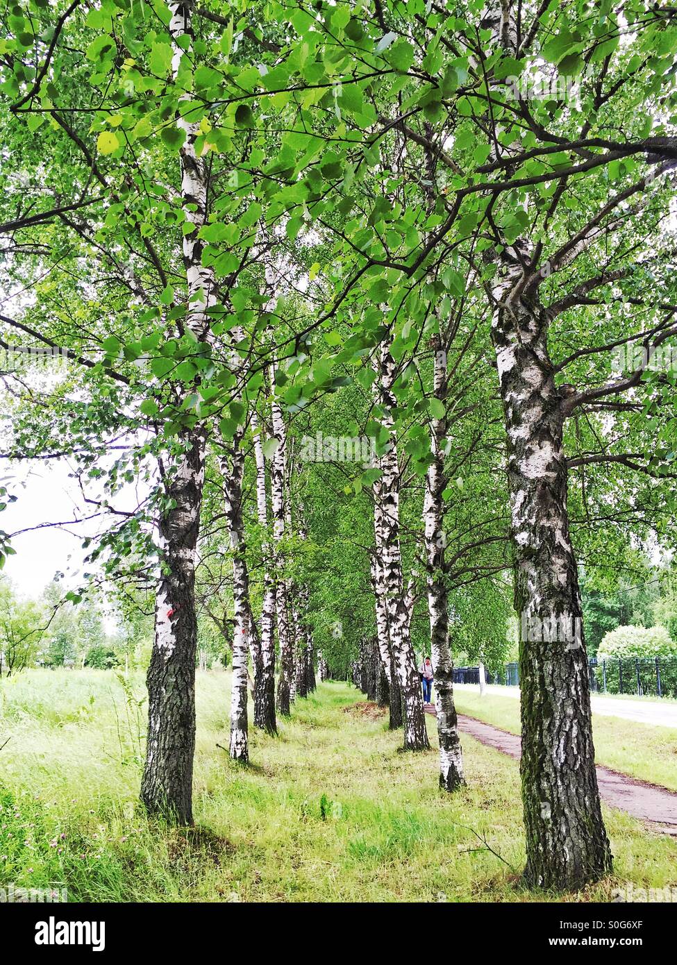Birch alley in Russia - Smartphone Captured Stock Image