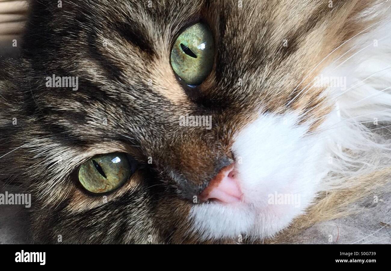 Domestic cat face closeup Stock Photo