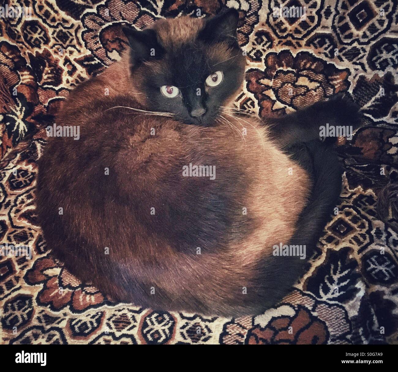 Cat on a blanket Stock Photo Alamy