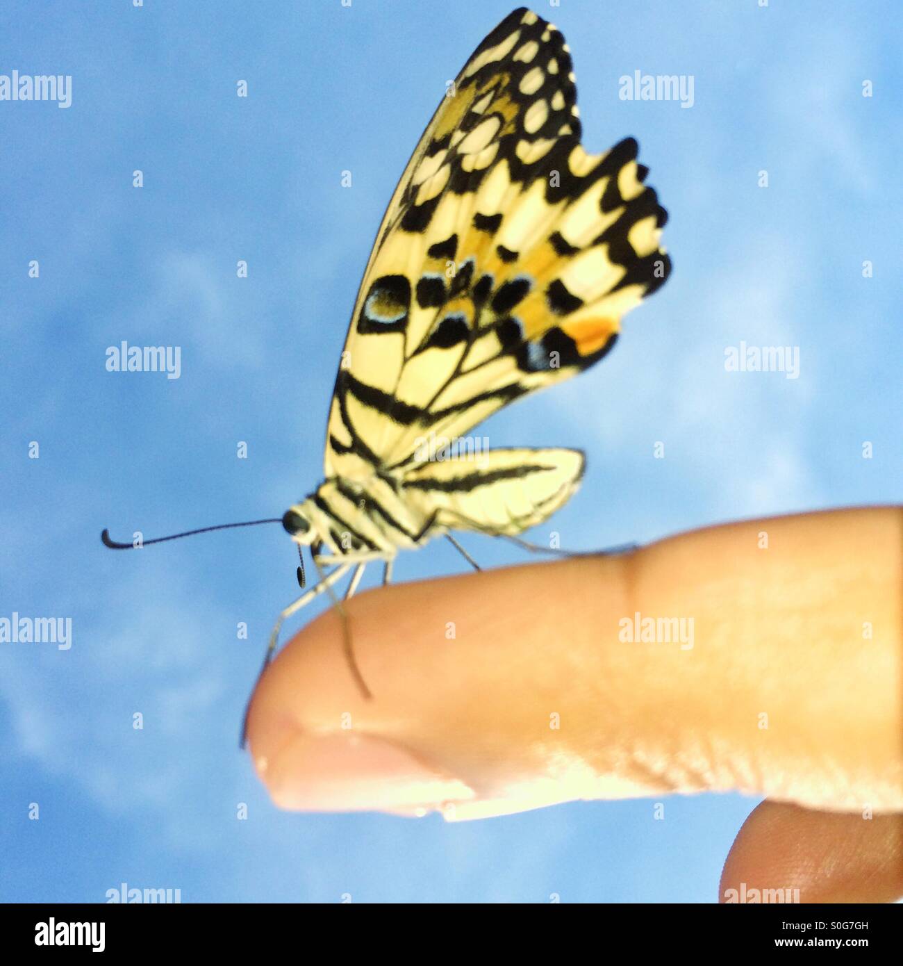 Taming a butterfly. Getting ready to fly. Stock Photo