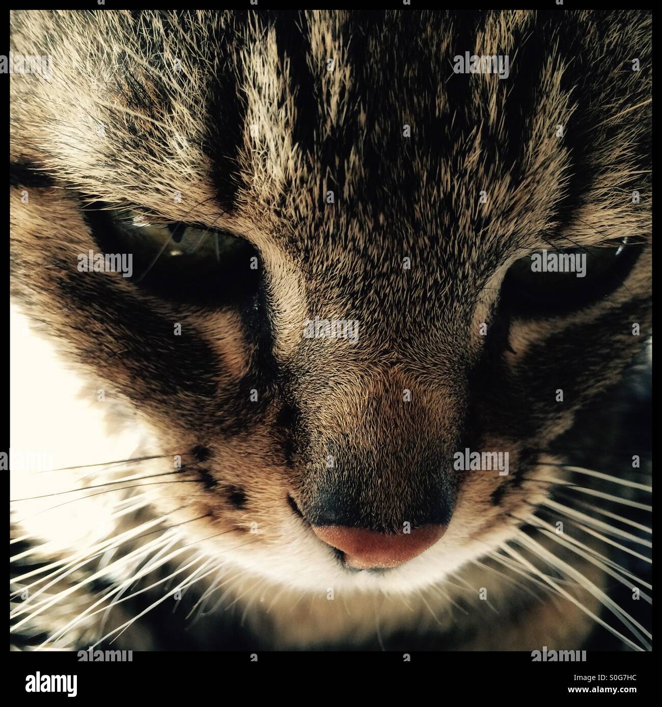 Close-up portrait of cat Stock Photo - Alamy