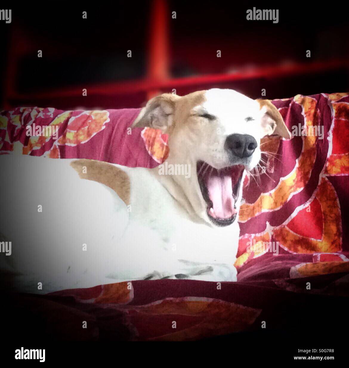 Sleepy! - Smartphone Captured Stock Image