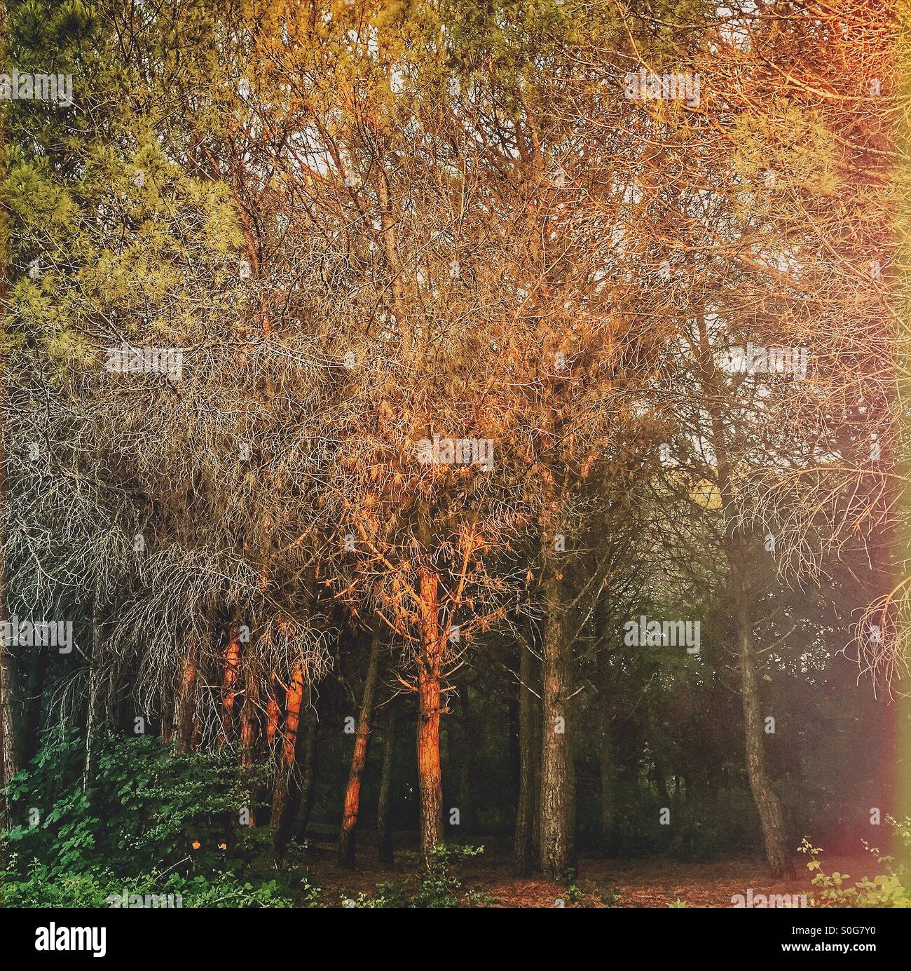 Forest at sunset Stock Photo - Alamy