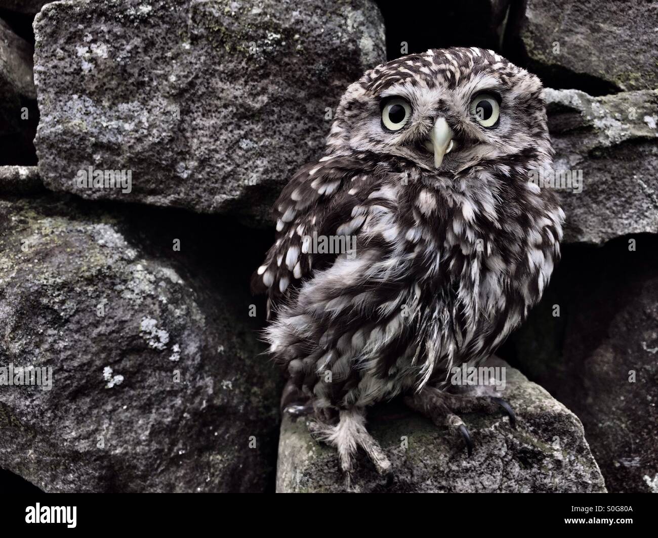 Little owl sat on drystone wall - Smartphone Captured Stock Image