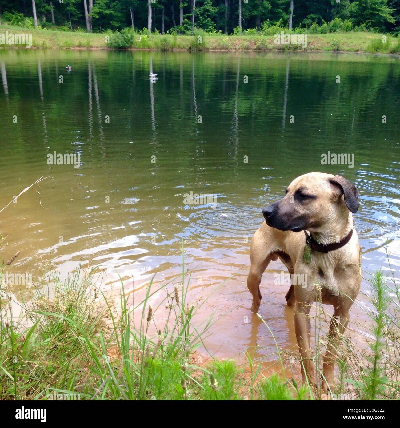 A Black Mouth Cur stands in water after duck hunting training. Stock Photo