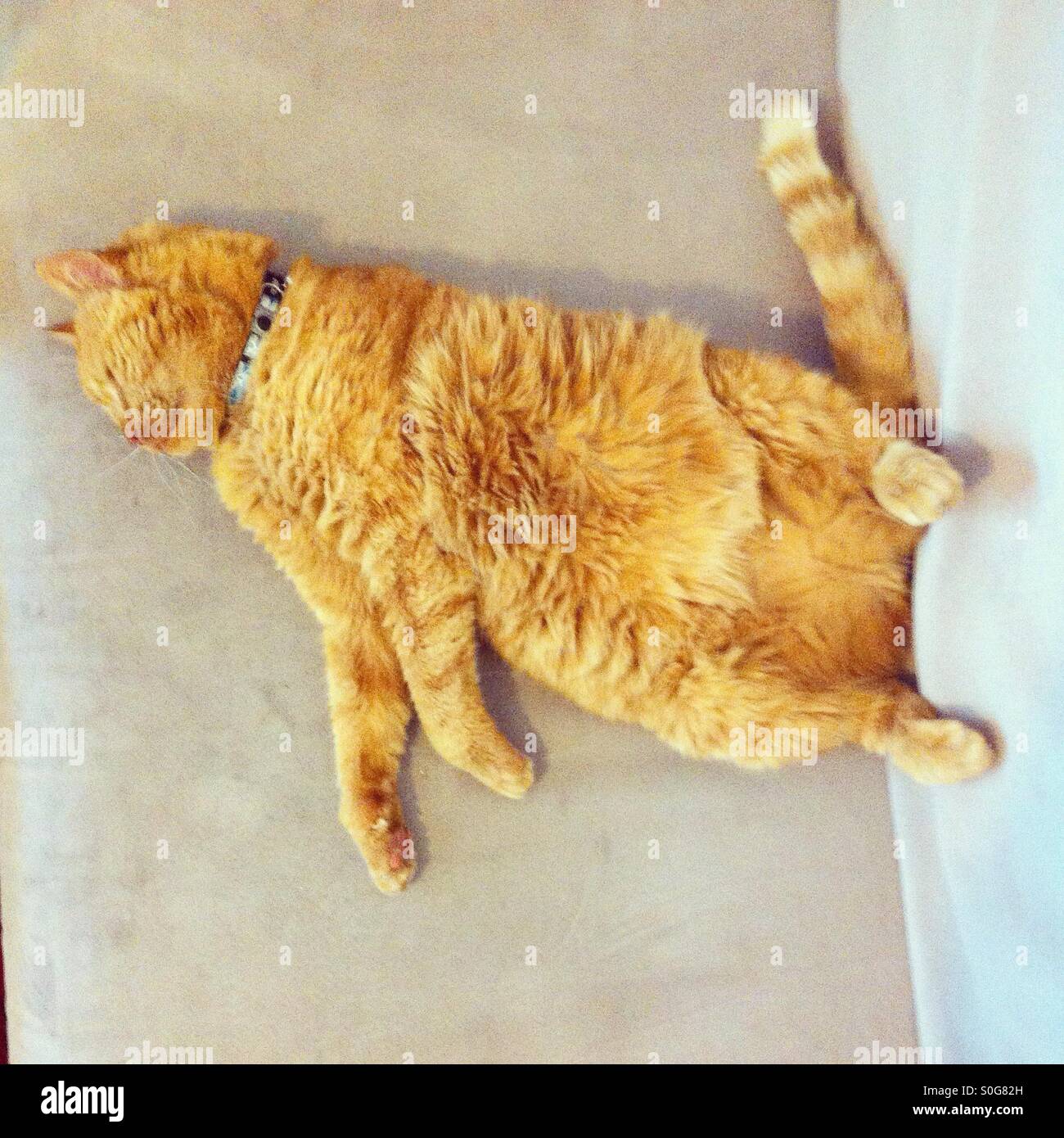 Cat laying on his back Stock Photo Alamy