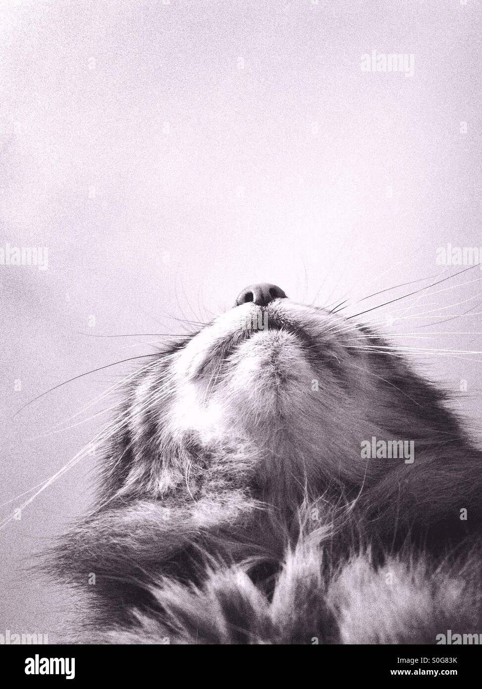 Domestic tabby cat looking up - Smartphone Captured Stock Image