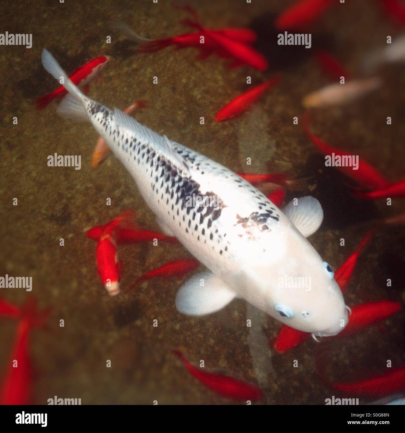 Feeding the fish in the Plaza, Center Parcs Longleat, Wiltshire, England, United Kingdom. - Smartphone Captured Stock Image Feeding the fish in the Plaza, Center Parcs Longleat, Wiltshire, England, United Kingdom. - Smartphone Captured Stock Image