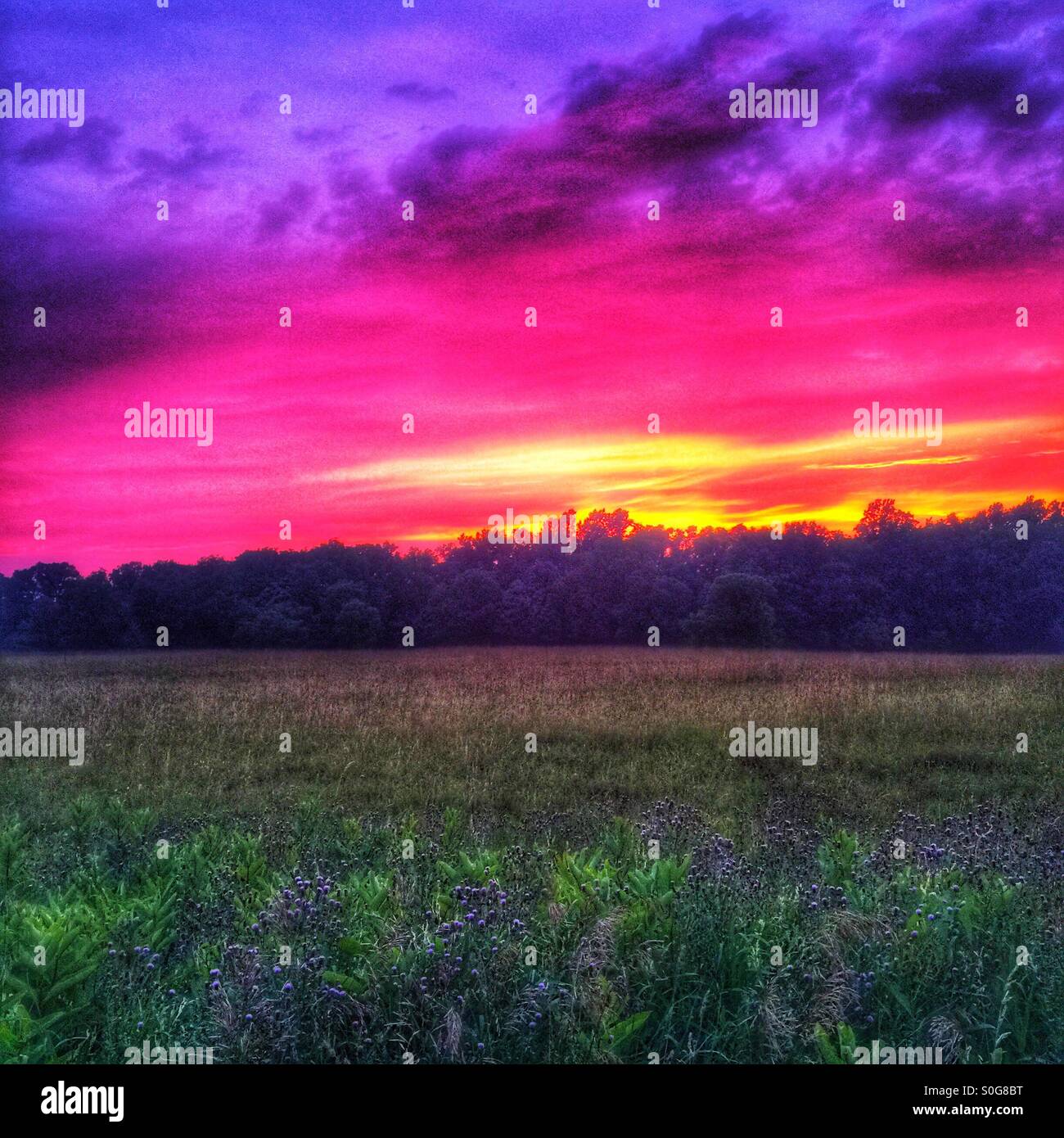 Sunset over a field of flowers Stock Photo