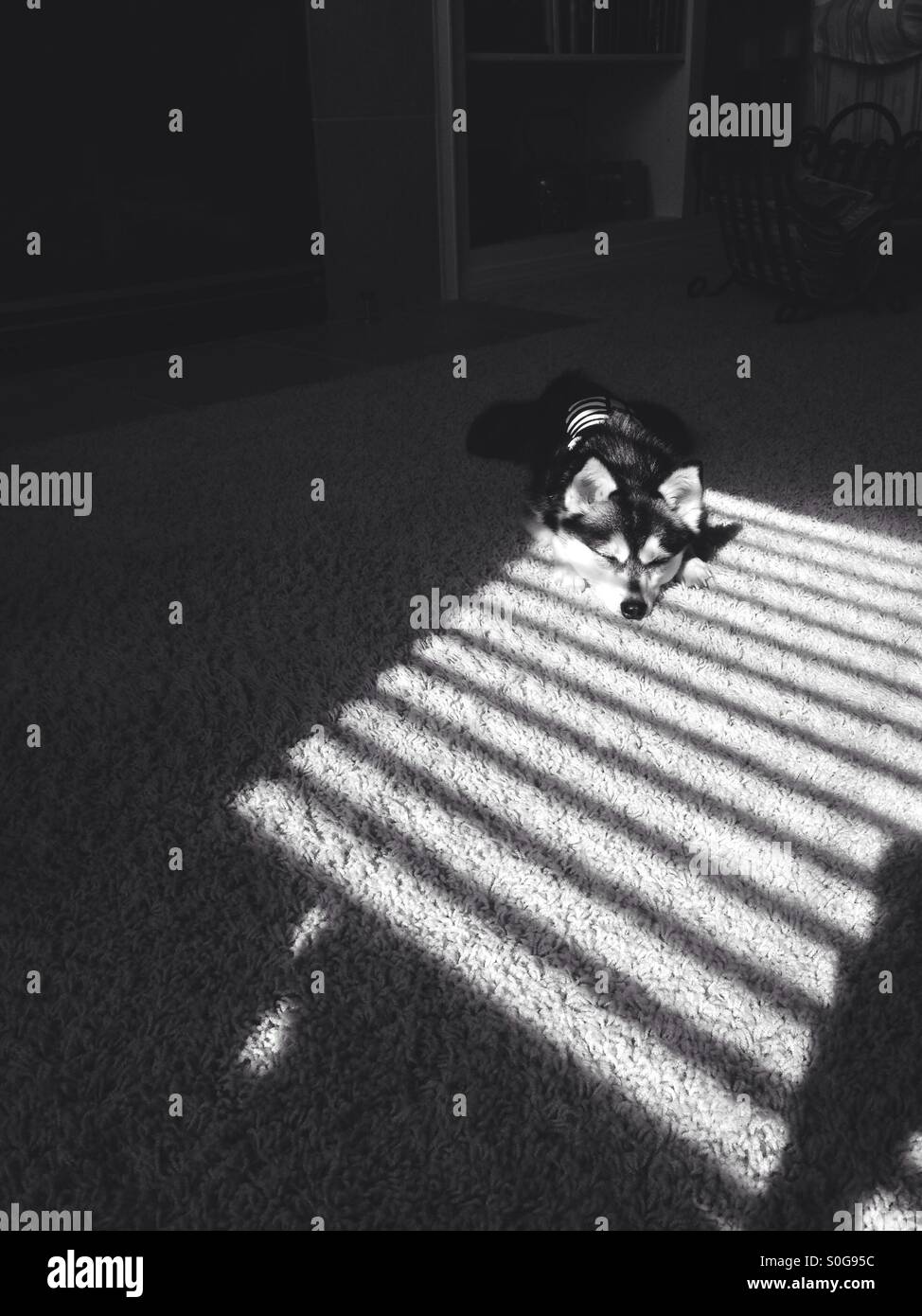 Miniature husky sleeping in sunlight and shadows Stock Photo