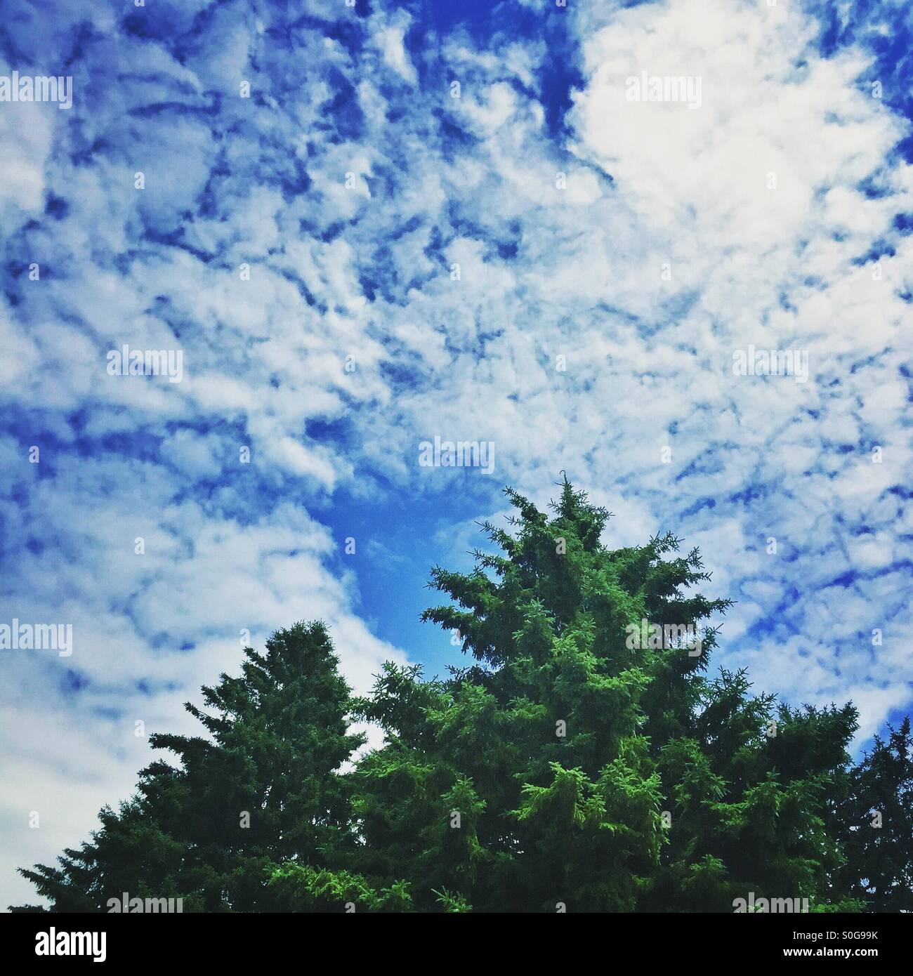 Tips of large green spruce trees against rippled clouds and blue sky feeling like summer. - Smartphone Captured Stock Image