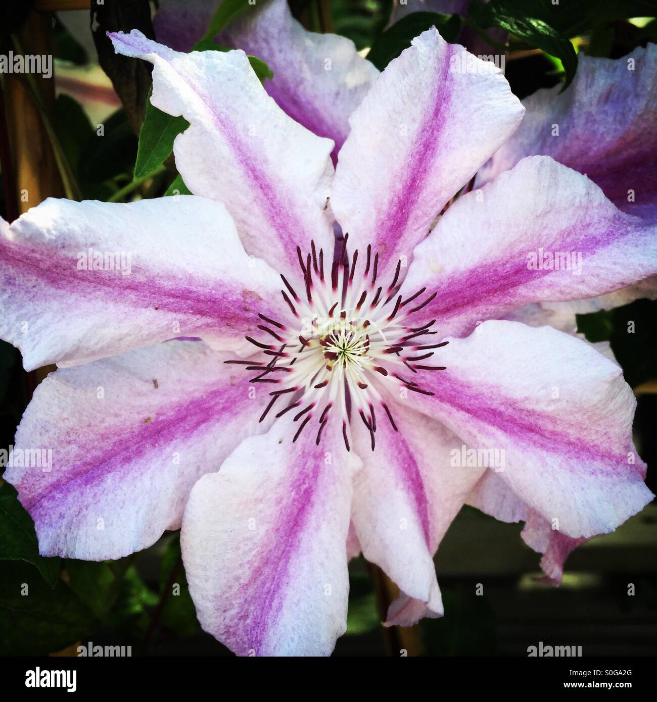Striped Clematis Flower High Resolution Stock Photography and Images
