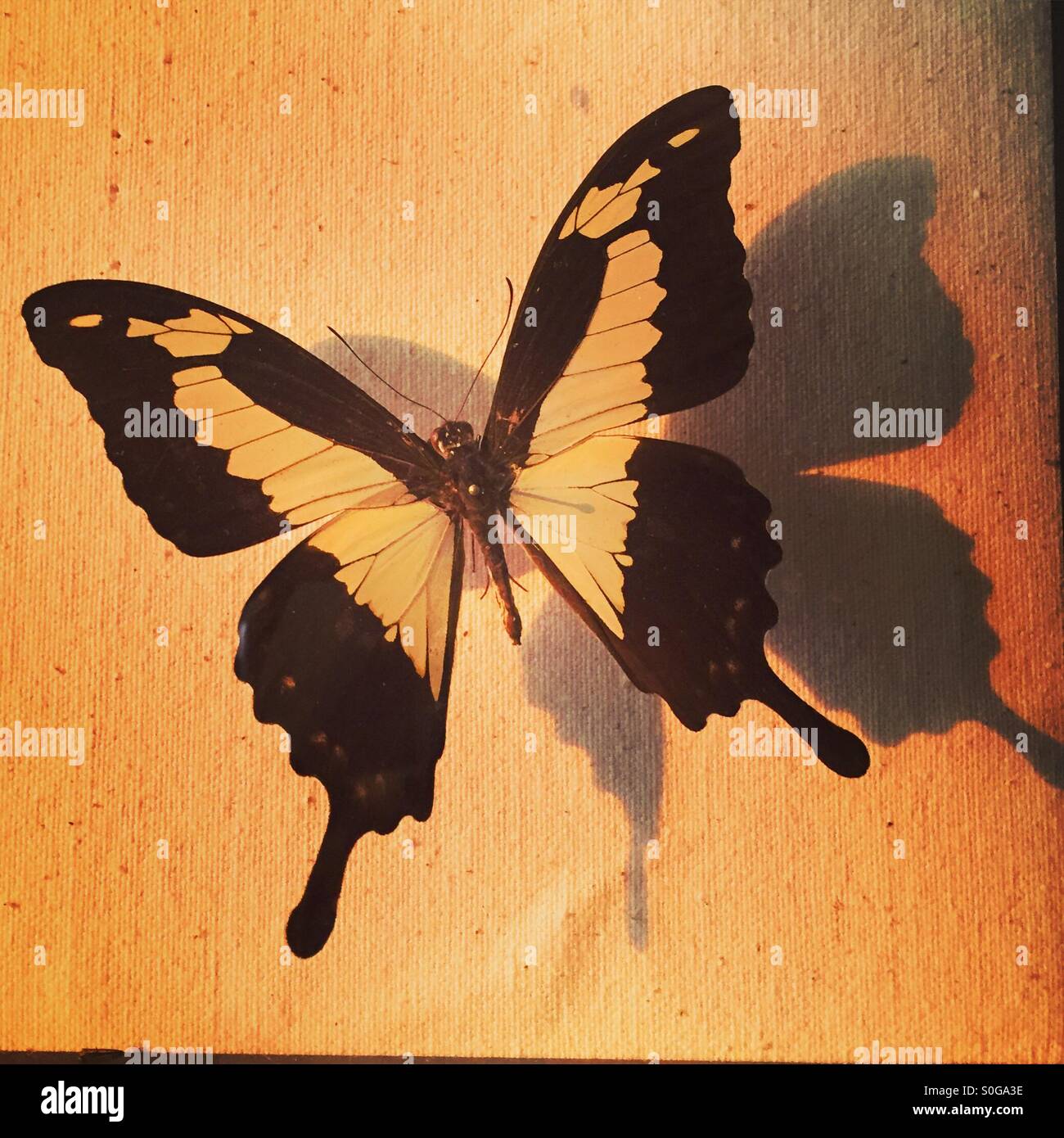 Butterfly shadow hires stock photography and images Alamy