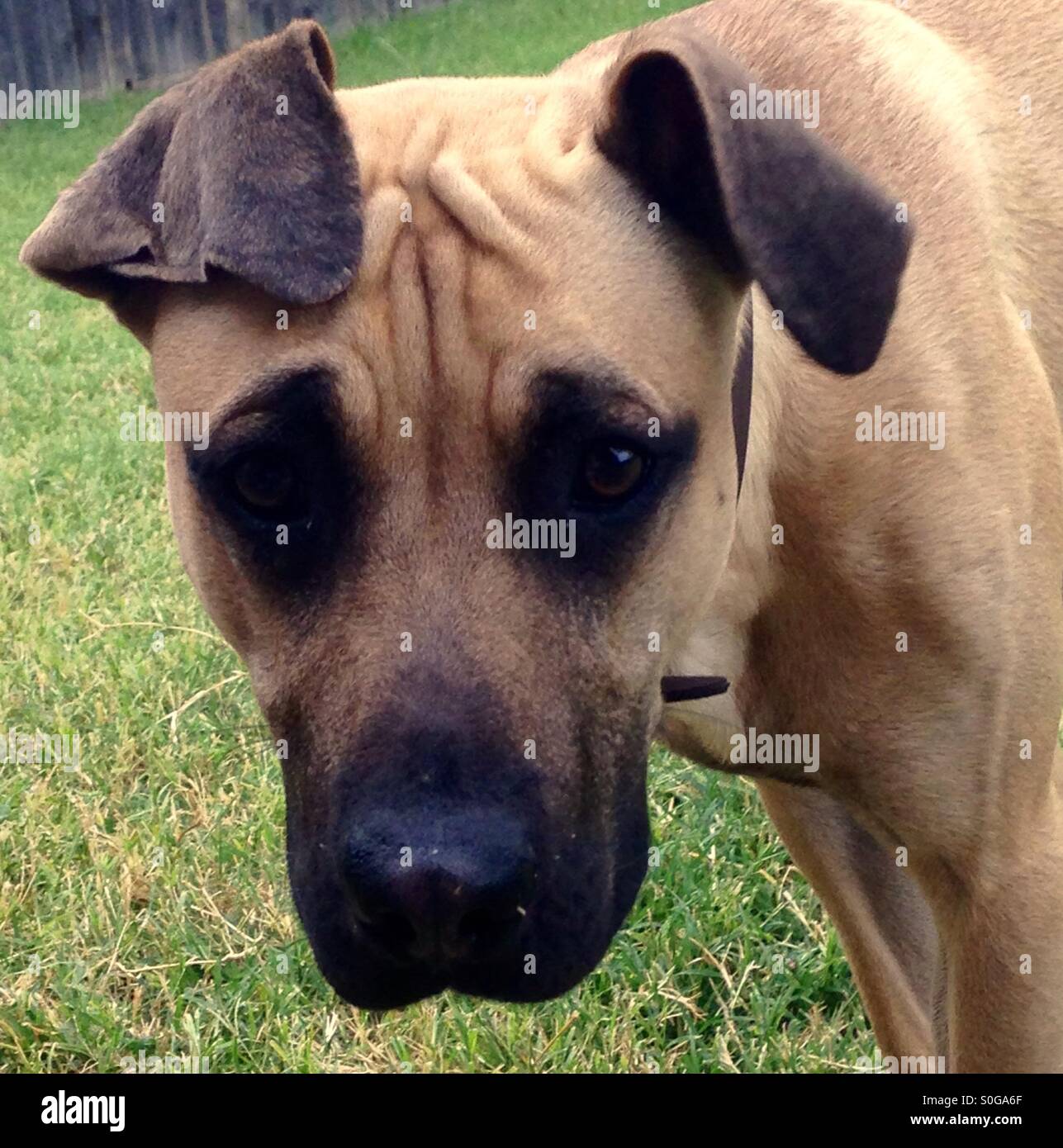 Black Mouth Cur dog wanting to play. Stock Photo