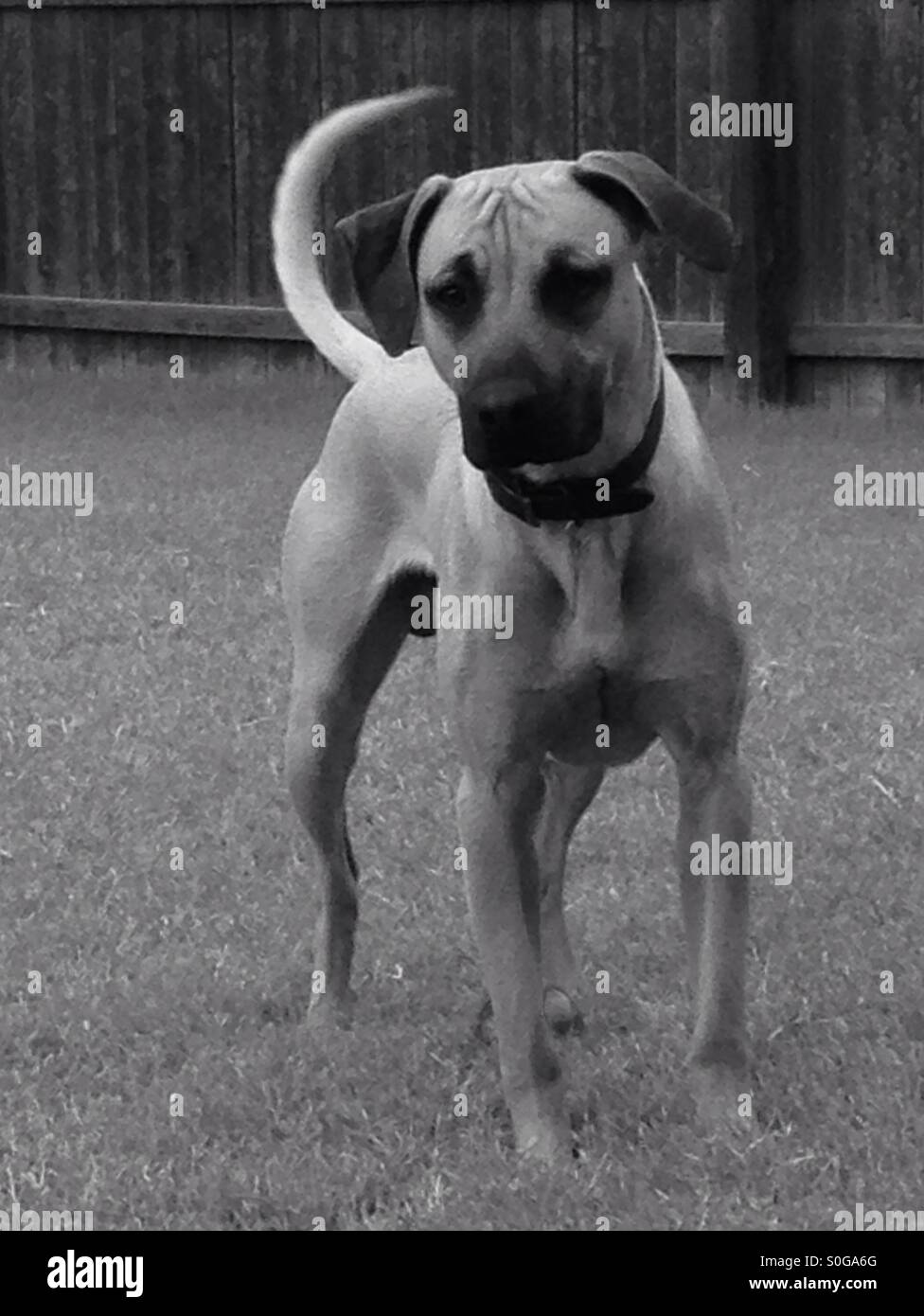 Black Mouth Cur dog playing. Stock Photo