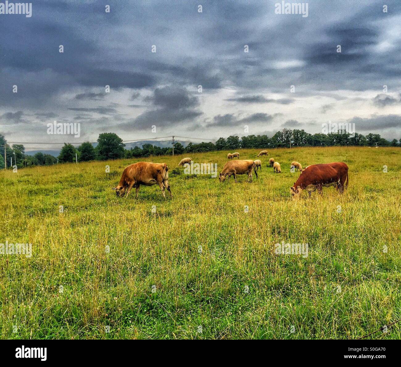 Sheep and cows grazing Stock Photo - Alamy