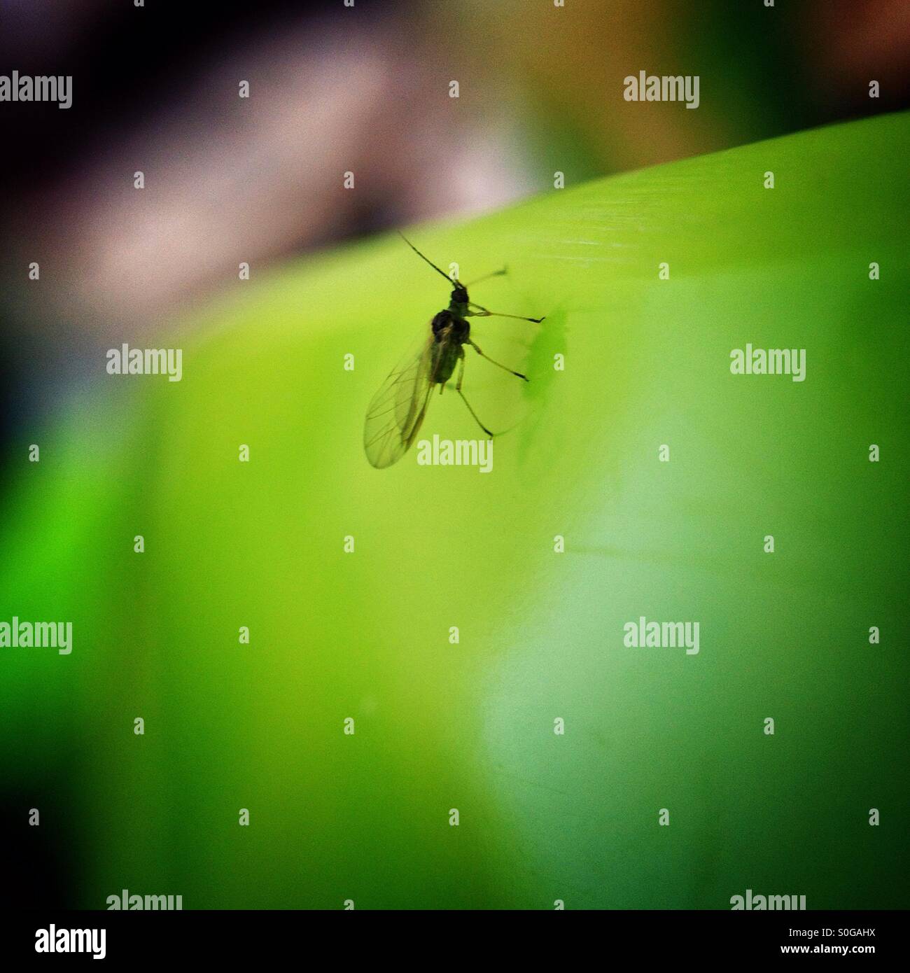 Black fly - Smartphone Captured Stock Image