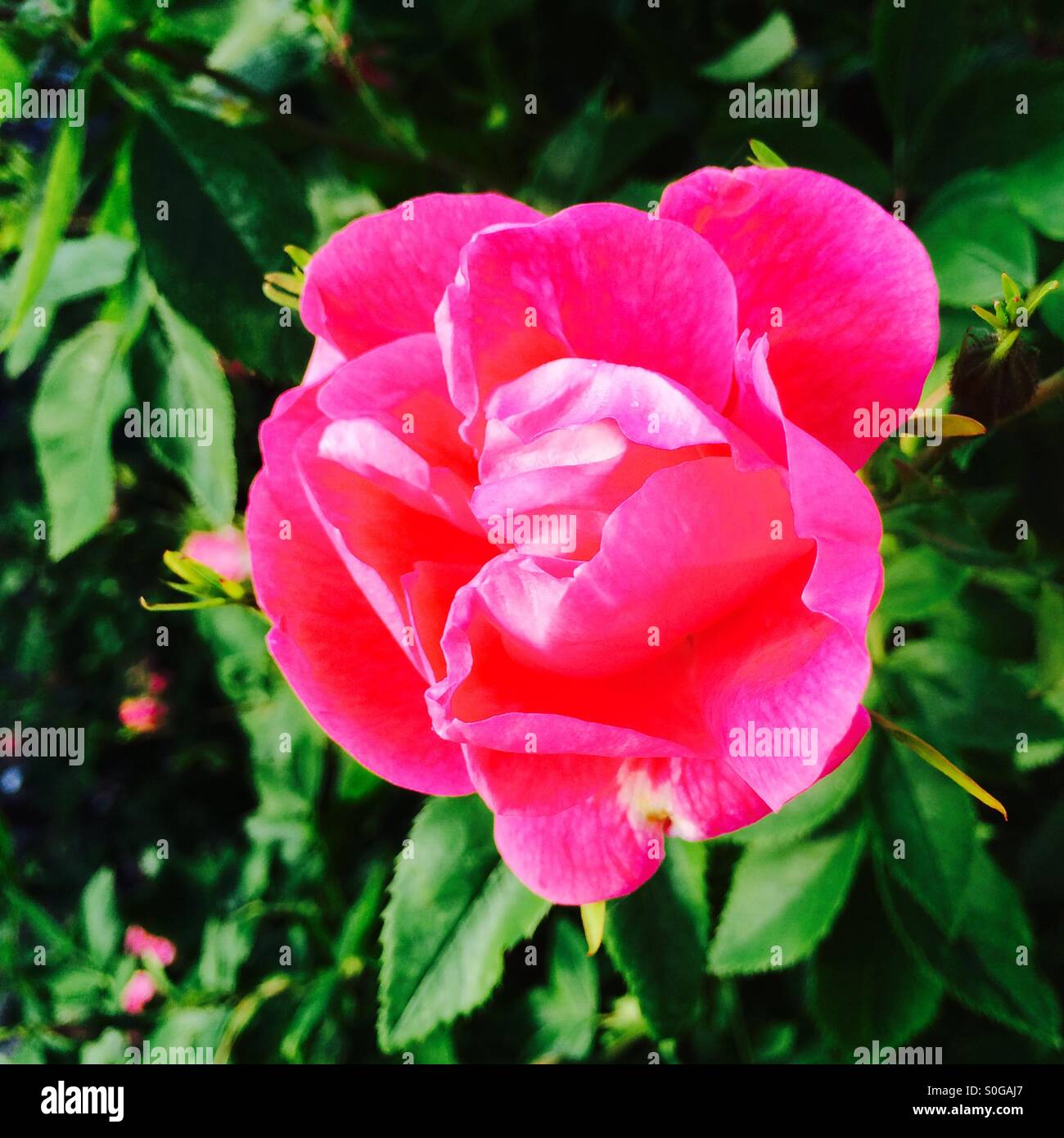A blooming pink rose flower. - Smartphone Captured Stock Image