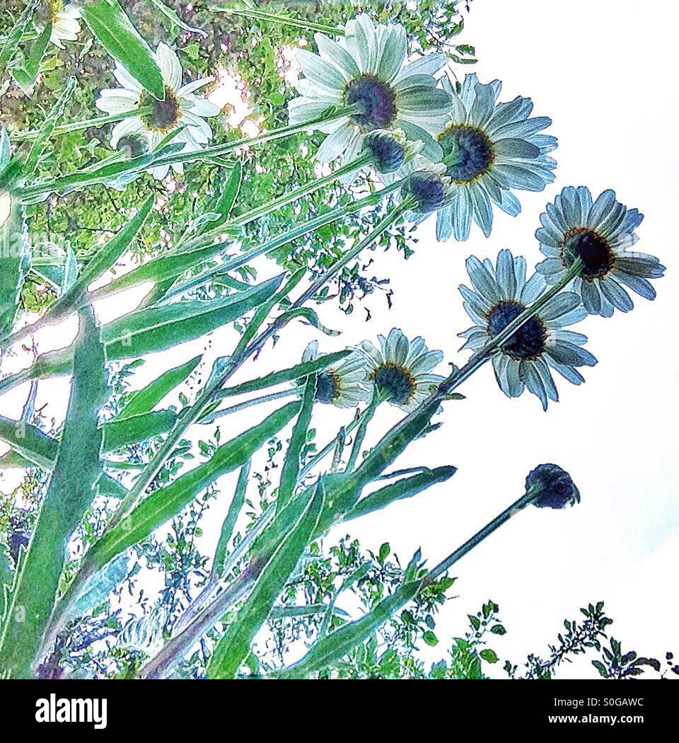 Daisy flowers from below Stock Photo Alamy