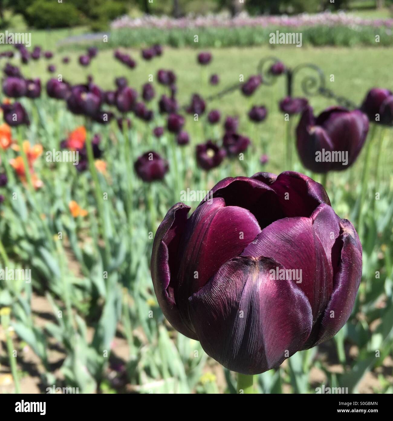 Close up of black tulips at annual tulip festival in Albany, New York