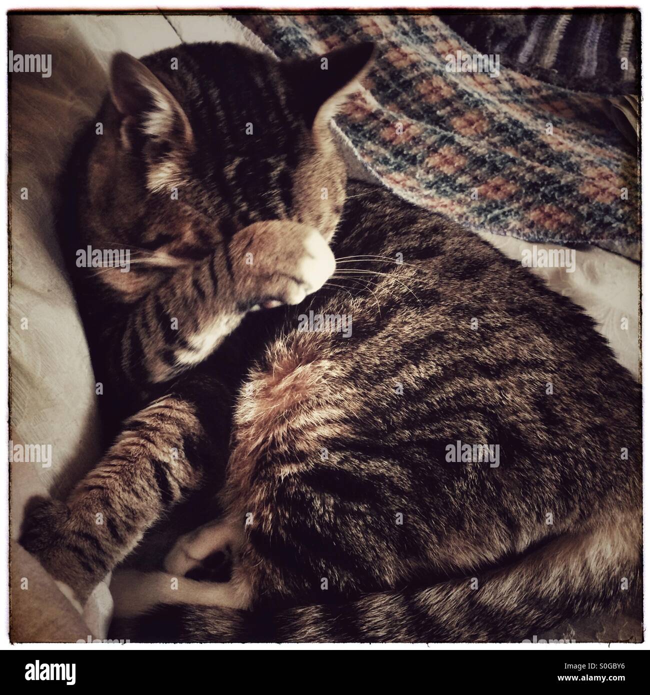 Cat cleaning face Stock Photo Alamy
