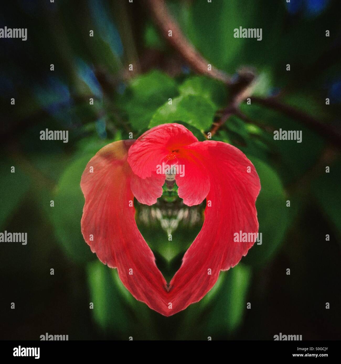 Heart shape petal. - Smartphone Captured Stock Image