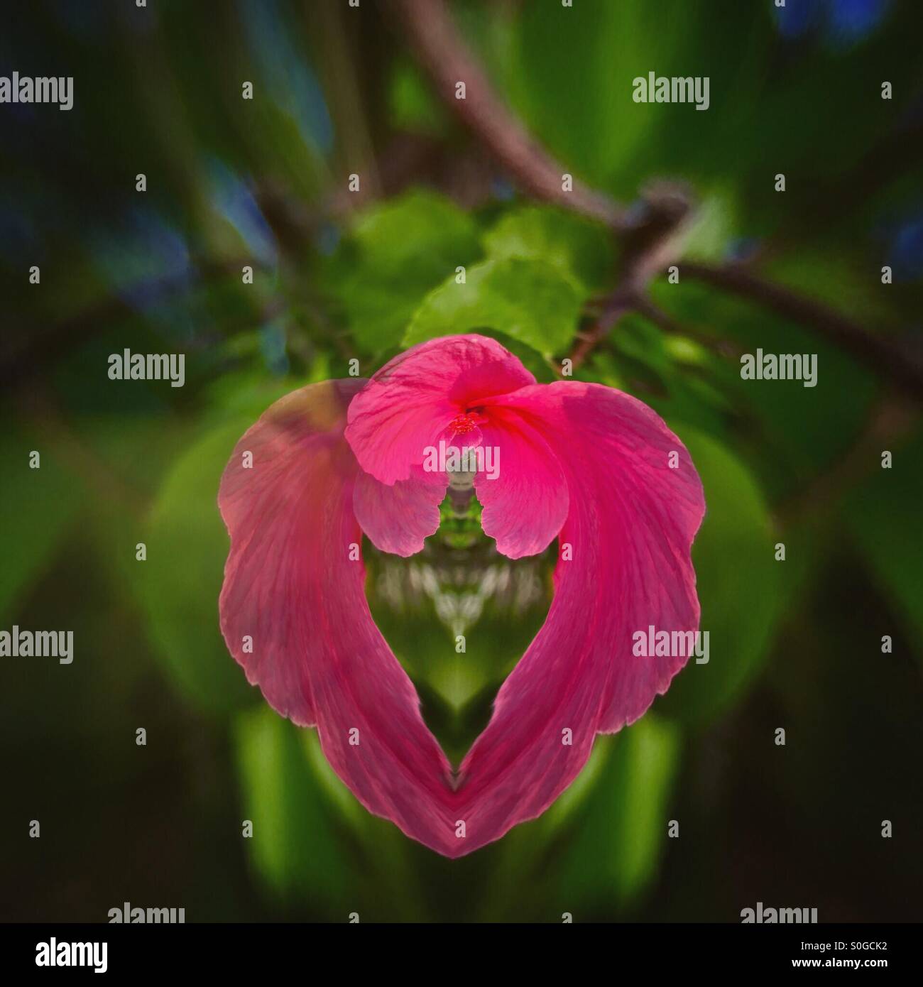 A vintage heart-shape flower abstract. - Smartphone Captured Stock Image