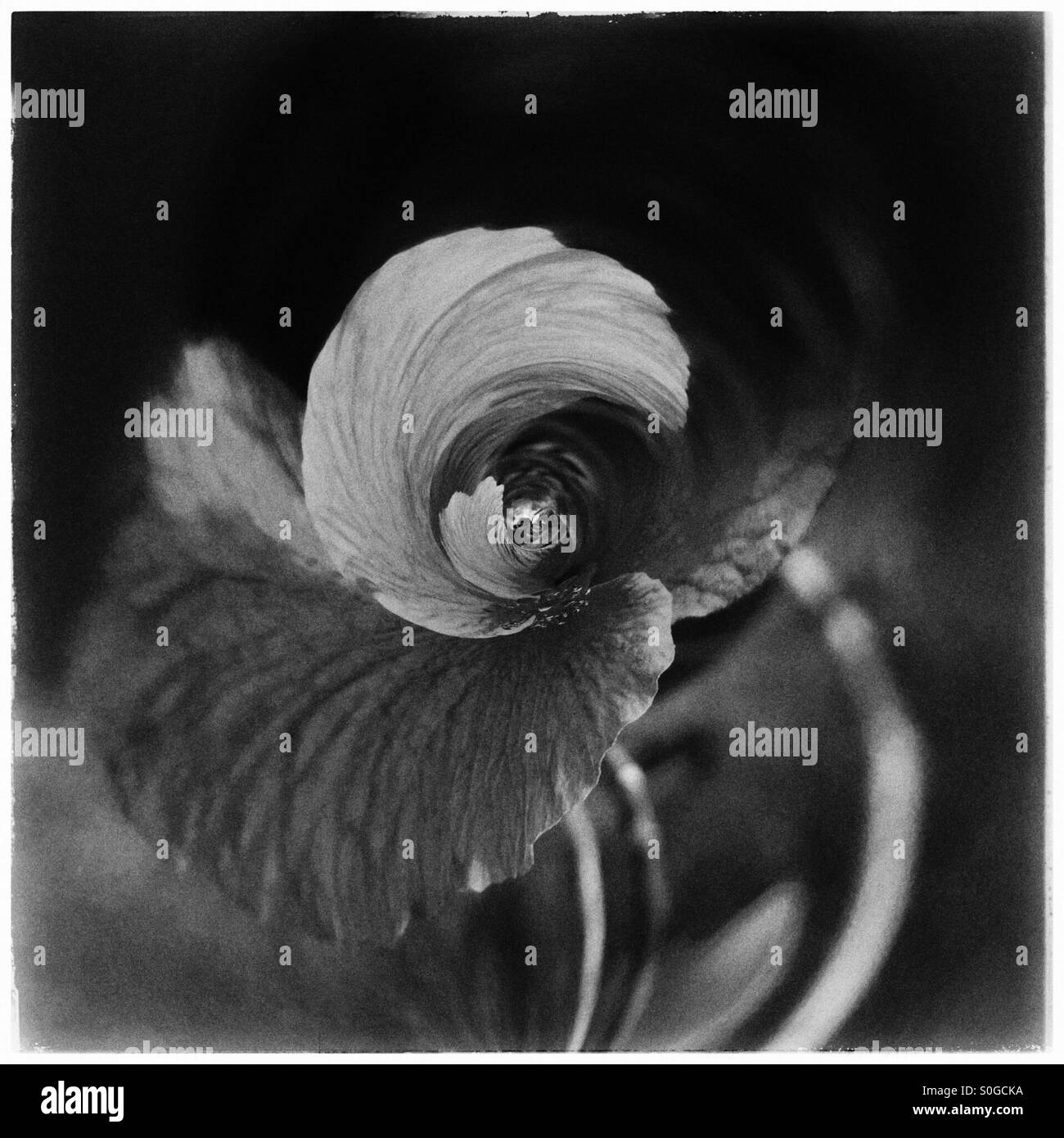 Rounded petal abstract. - Smartphone Captured Stock Image