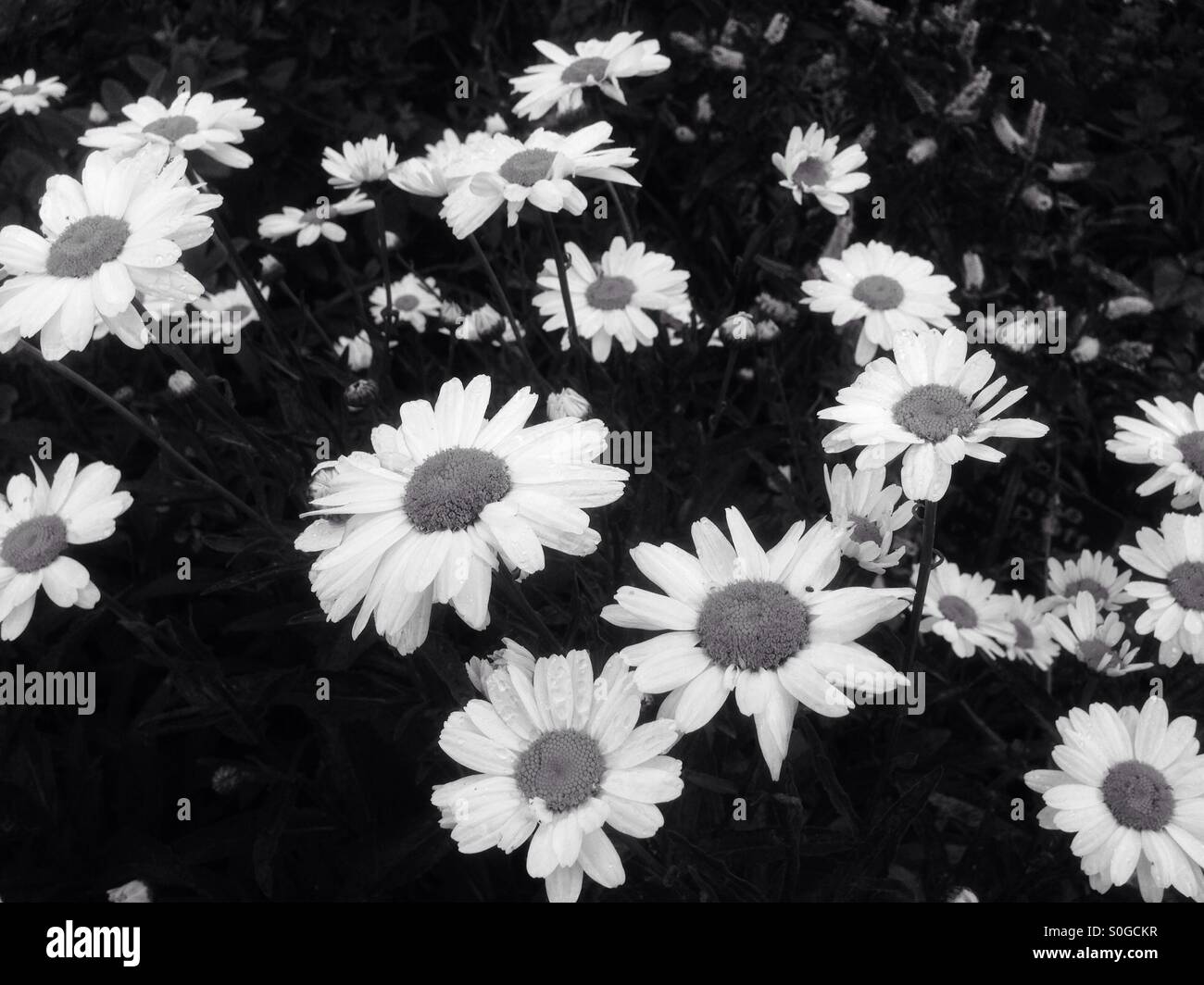 Black and white daisies Stock Photo Alamy