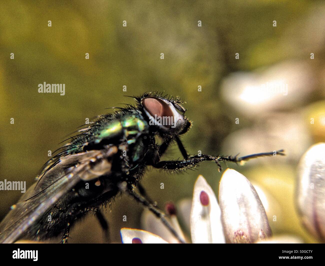 Fly on stone crop - Smartphone Captured Stock Image
