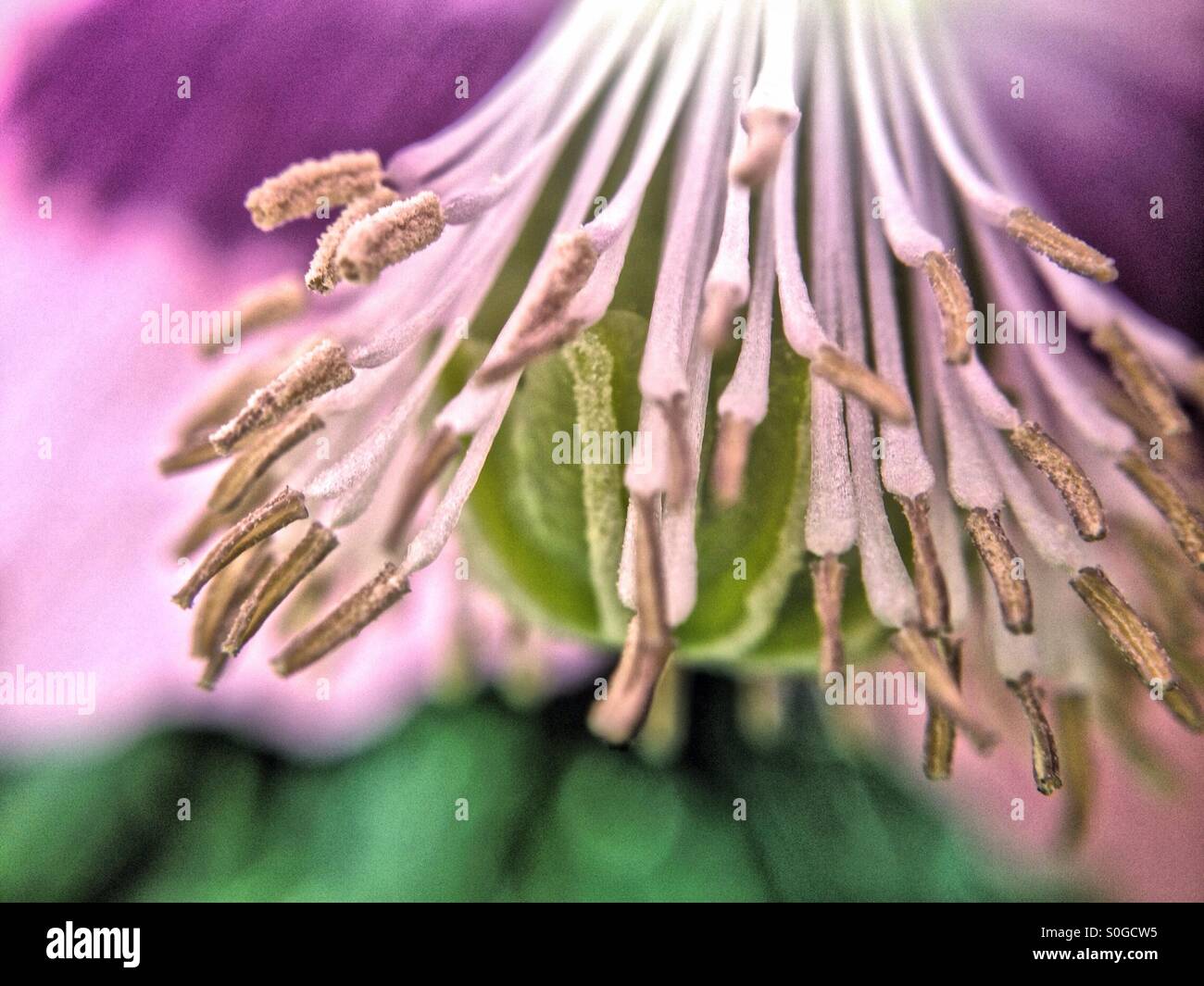 Large poppy hi-res stock photography and images - Alamy