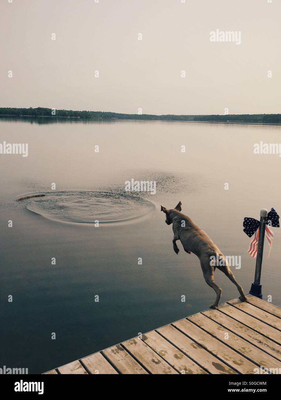 Dog jumping in lake to fetch a stick Stock Photo Alamy