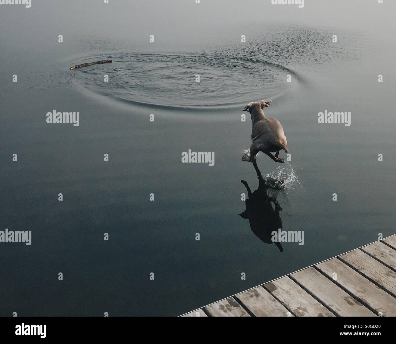 Dog jumping off dock, fetching stick Stock Photo Alamy