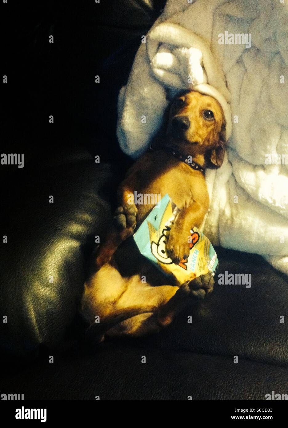 Weenie dog relaxing Stock Photo