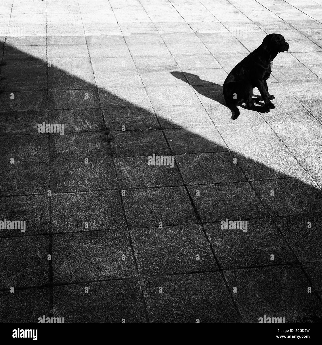 Black Labrador retriever dog sitting in the sun Stock Photo