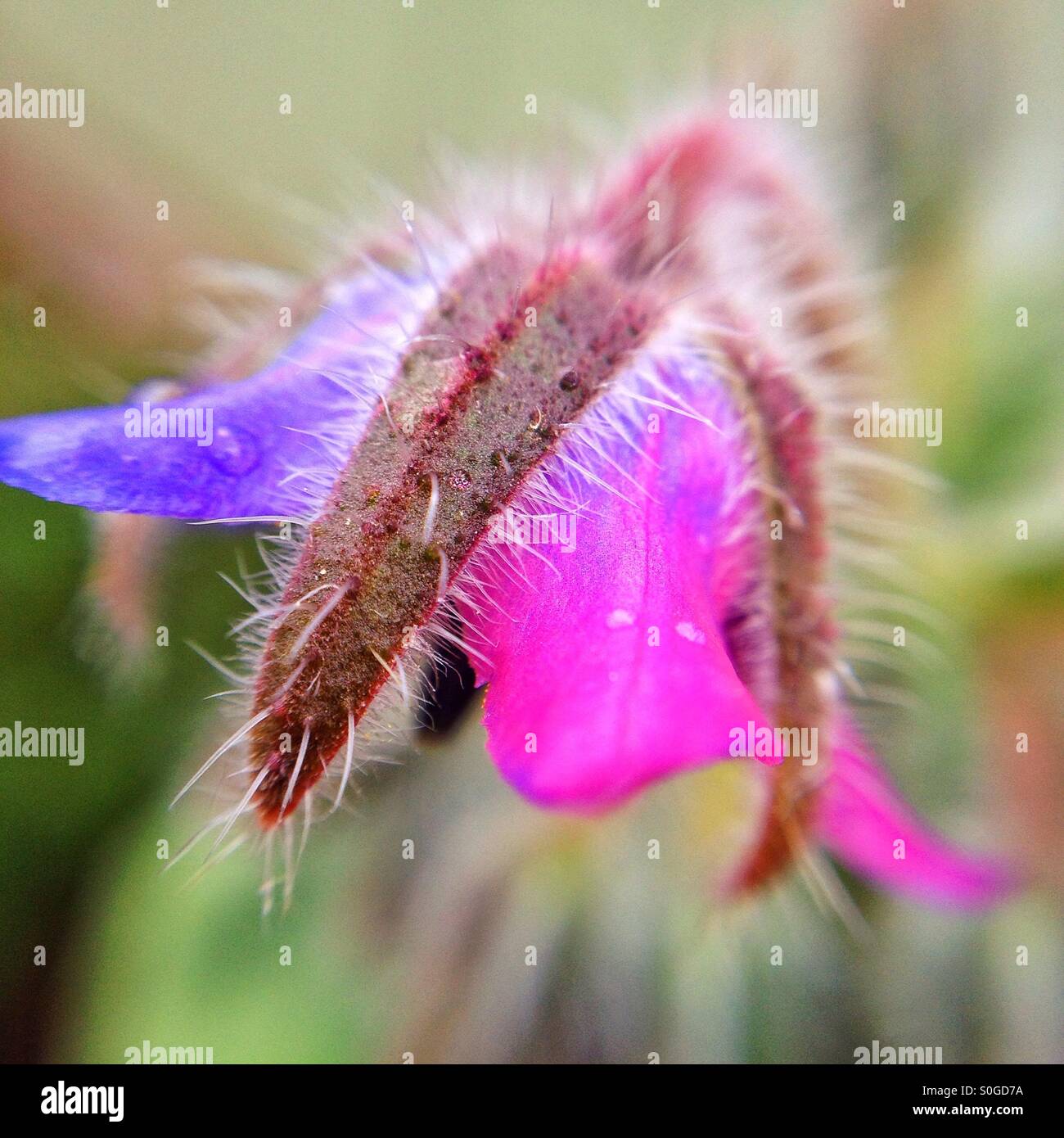 Borage flower - Smartphone Captured Stock Image