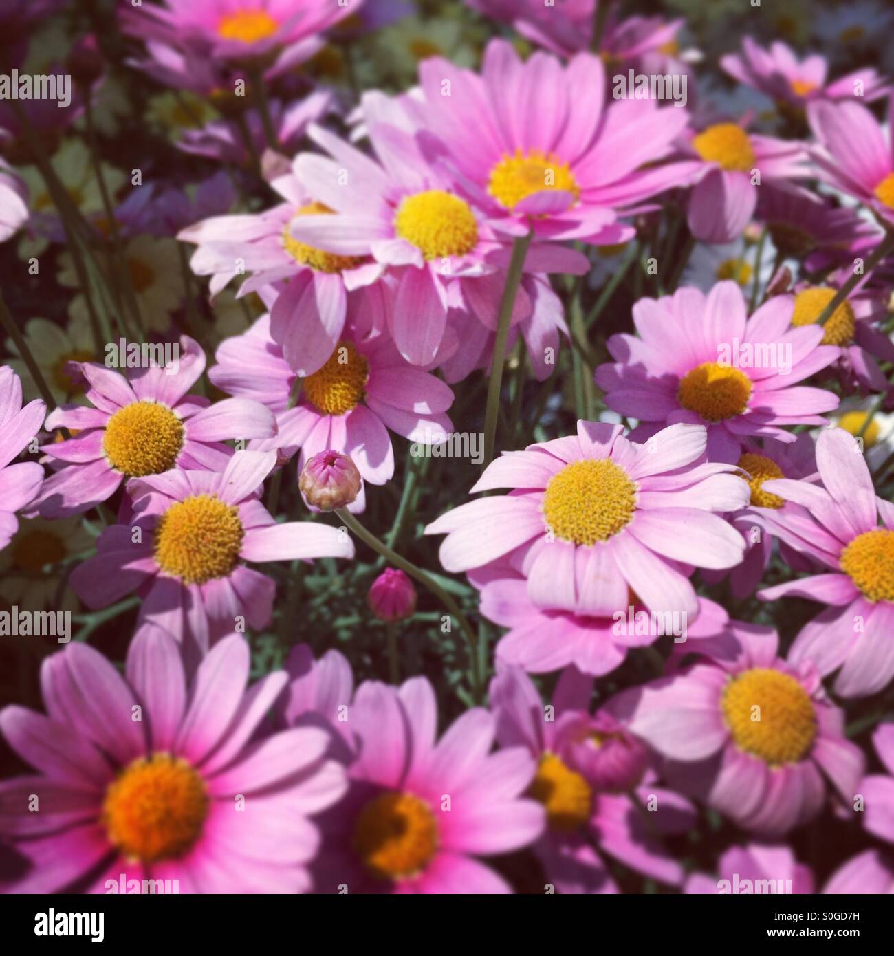 Pink chrysanthemum flowers growing in an Irish garden - Smartphone Captured Stock Image