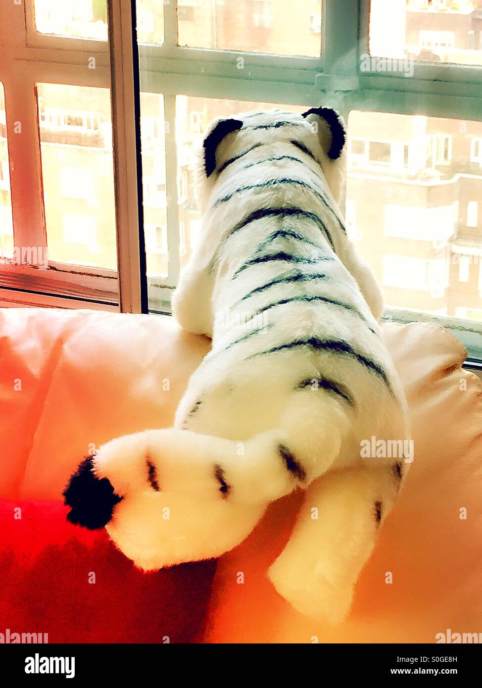 Stuffed animal enjoys looking out the window - Smartphone Captured Stock Image